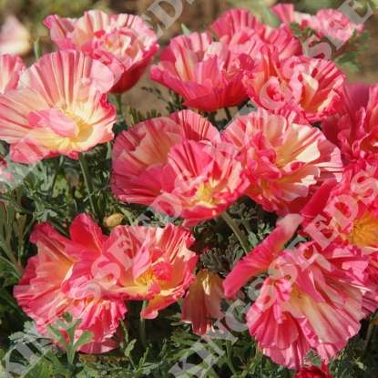 Picture of Eschscholzia - Thai Silk Rose Chiffon